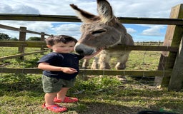 Donkey livestock for sale: Grey donkey - Advert 3