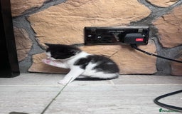 British Shorthair cats for sale: 4 kittens  - Image 3