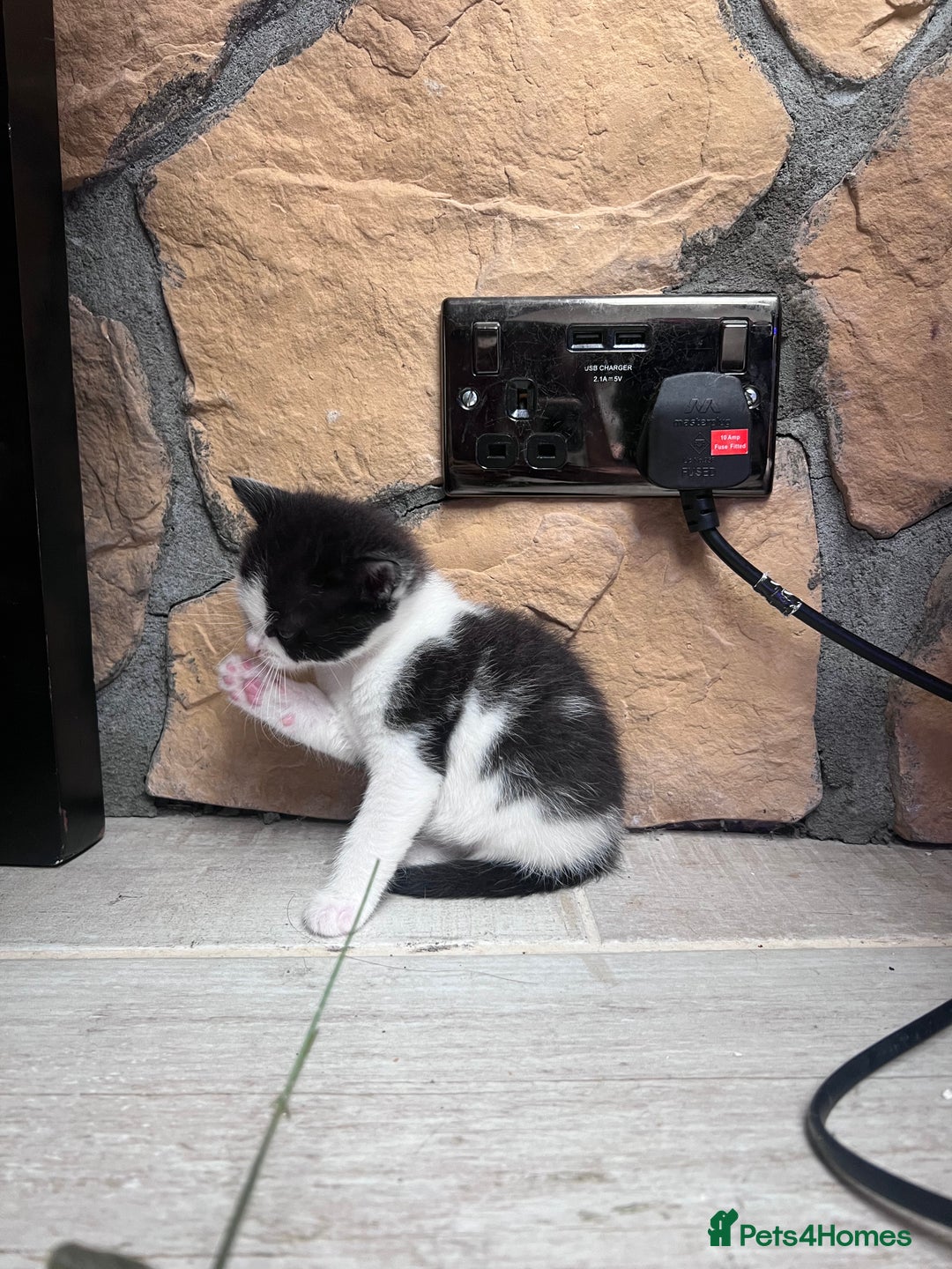 British Shorthair cats for sale: 4 kittens  - Image 3