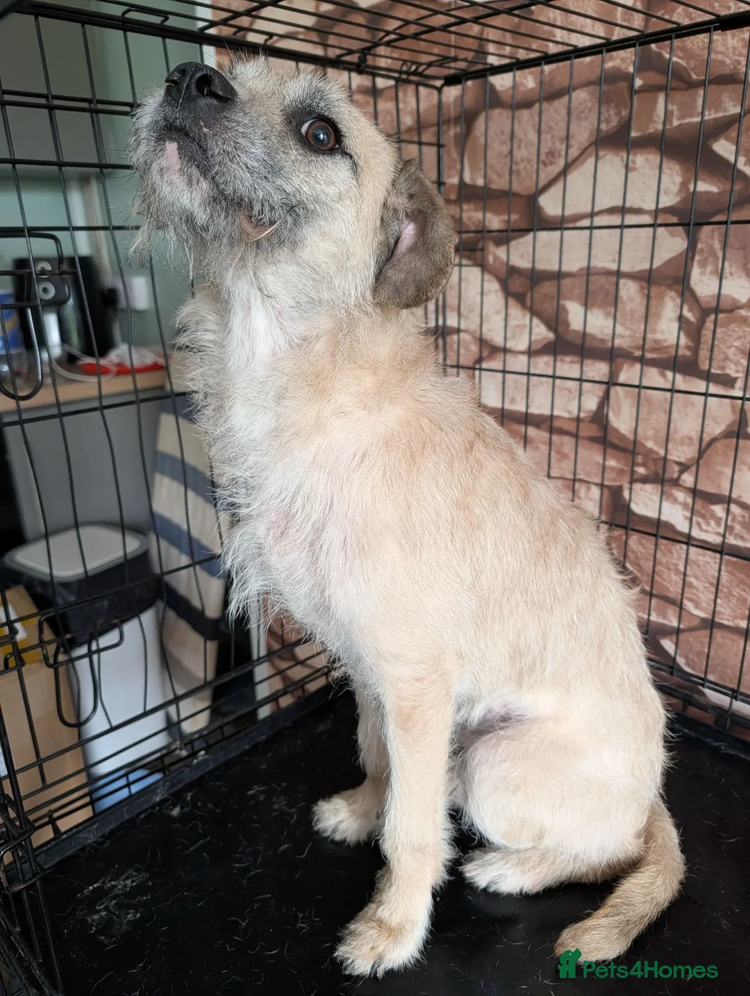 Border Terrier dogs for sale: Border terrier  - Advert 3