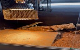 Monitor reptiles for sale: Argus monitor  - Image 2
