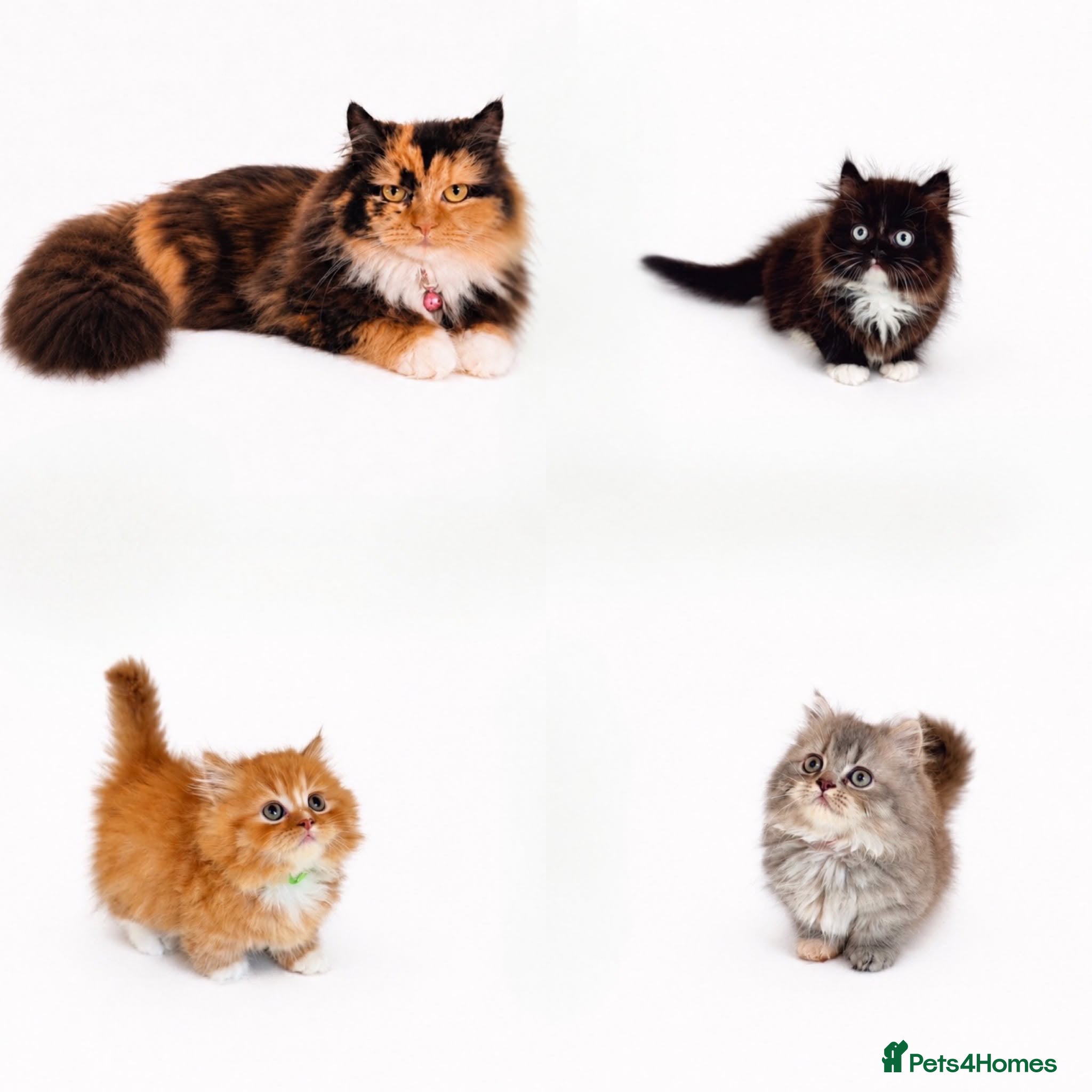 Munchkin cats Rare Munchkin Minuet (Persian Munchkin) Kittens  - Advert 2