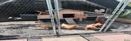 Hens poultry for sale: Complete Chicken Setup: 6 Laying Hens, 1 Rooster - Advert 6