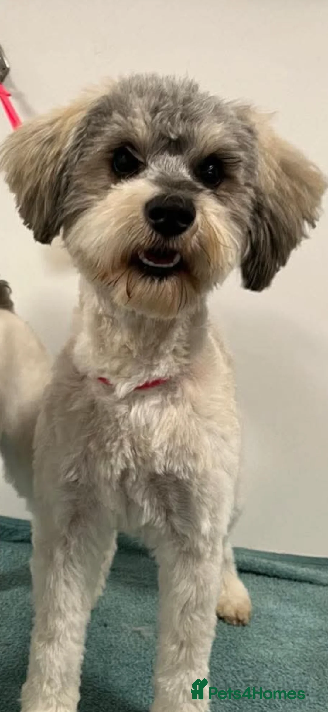 Schnoodle dogs for sale: 6 BOYS  - Advert 2