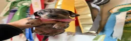 Miniature Dachshund dogs for sale: Elite Miniature Dachshund Litter in Torquay - Advert 13
