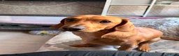 Mixed Breed dogs for sale: Sweenie  - Advert 1