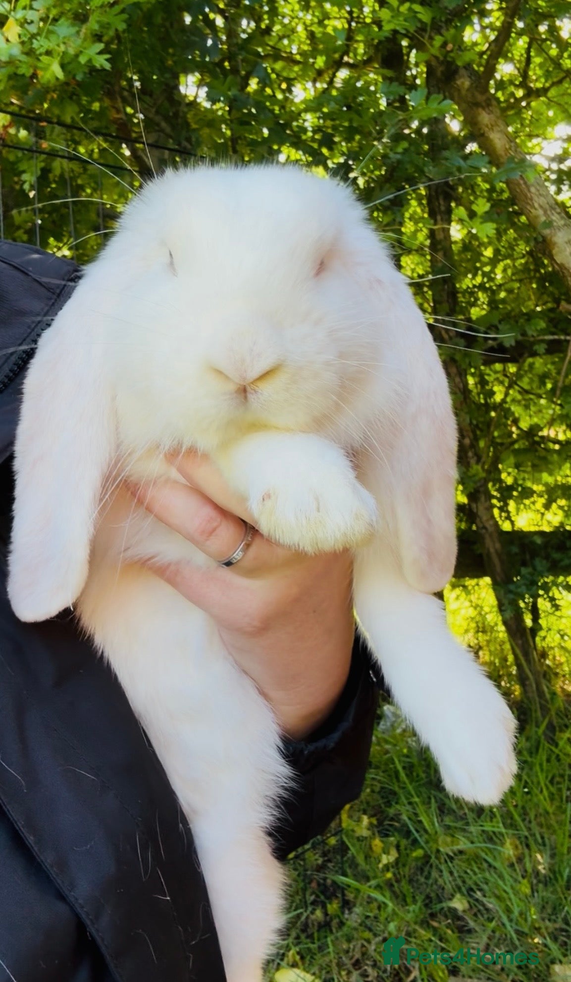 French Lop rabbits French lop babies ready to leave now.  - Advert 17