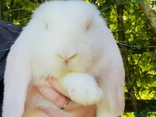 French Lop rabbits French lop babies ready to leave now. - Advert 17