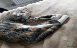 British Shorthair cats for sale: BOBBY & PIXIE - Image 2