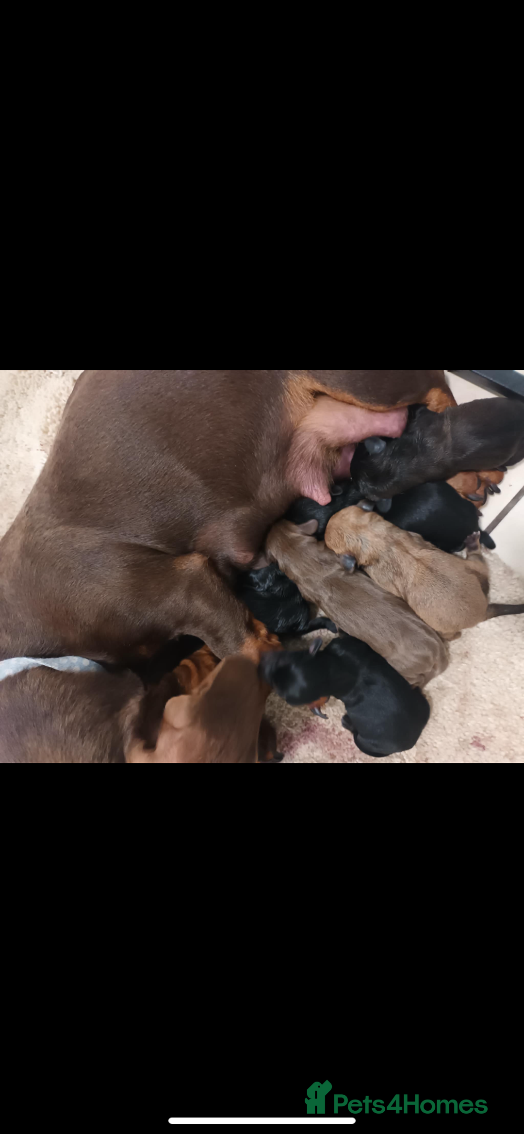 Mixed Breed dogs for sale: Dachshund x Chiwawa  - Image 7