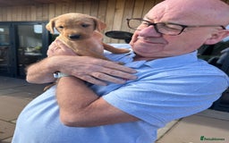 Labrador Retriever dogs for sale: Stunning fox red & black Labrador puppies  - Image 10