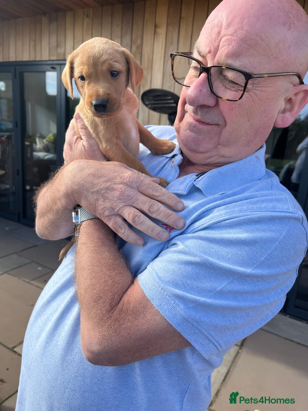 Labrador Retriever dogs for sale: Stunning fox red & black Labrador puppies  - Image 10