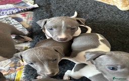 Mixed Breed dogs for sale: Adorable whippet x Italian greyhound pups !!! - Image 9