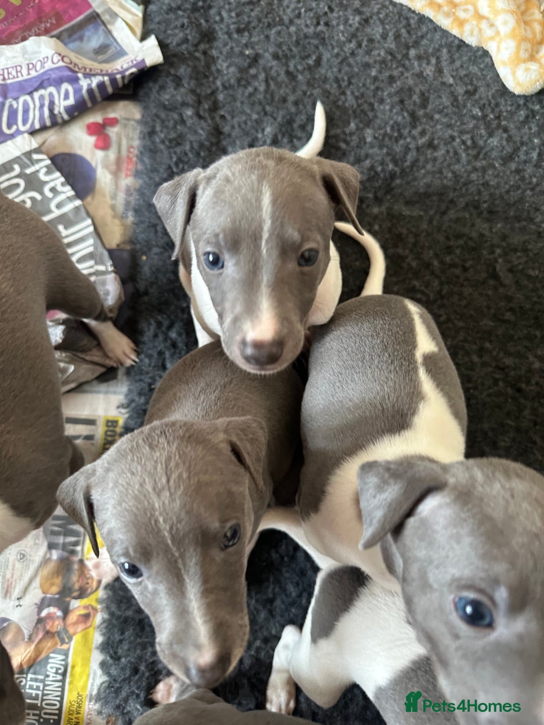 Mixed Breed dogs for sale: Adorable whippet x Italian greyhound pups !!! - Image 9