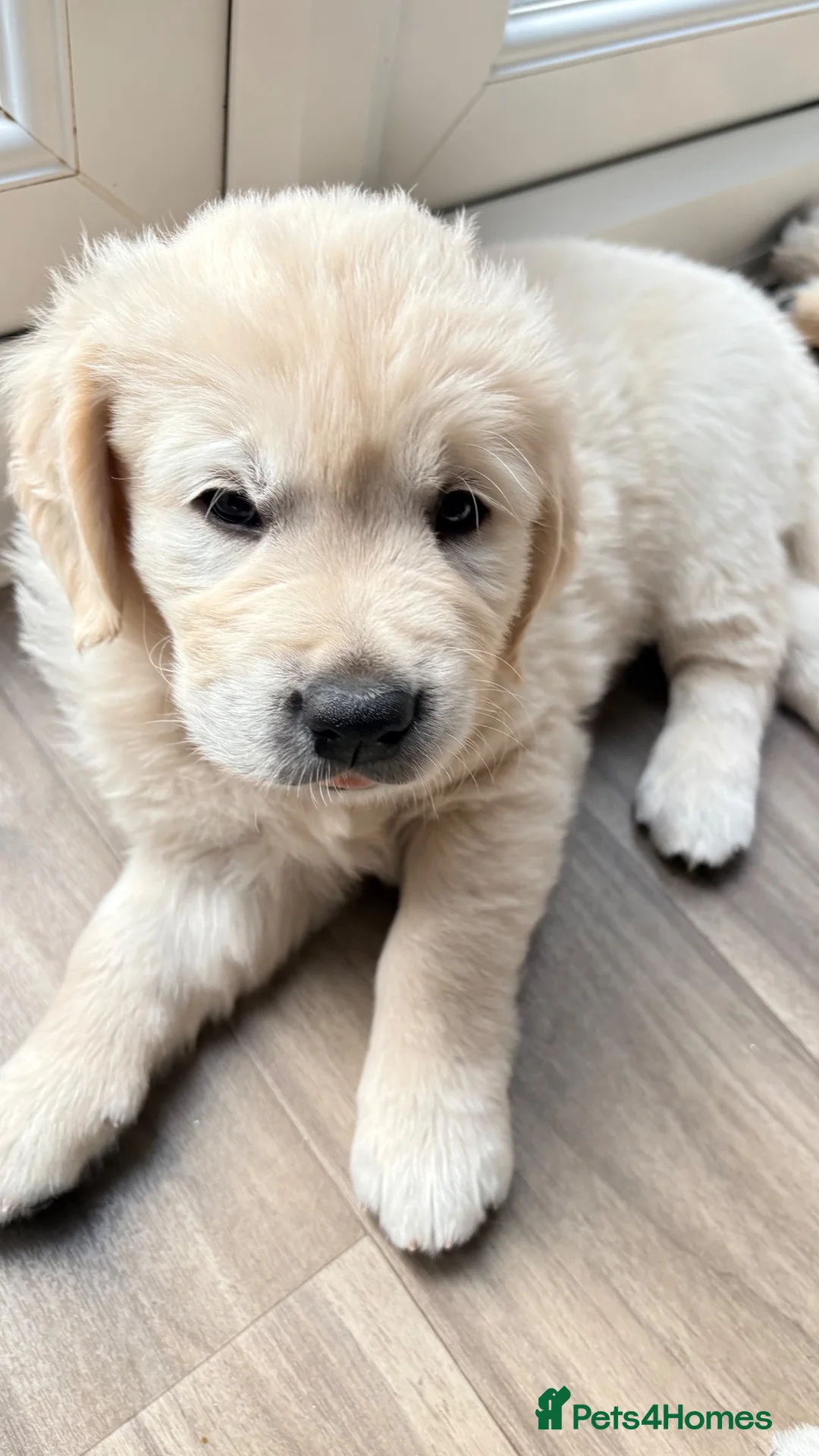 Golden Retriever dogs for sale: Golden retriever puppies, KC reg, last boy!!!! - Advert 1