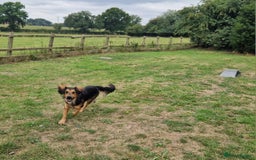 Mixed Breed dogs for sale: 10 month old  Frank, Our GSDxSpringer Spaniel - Image 9