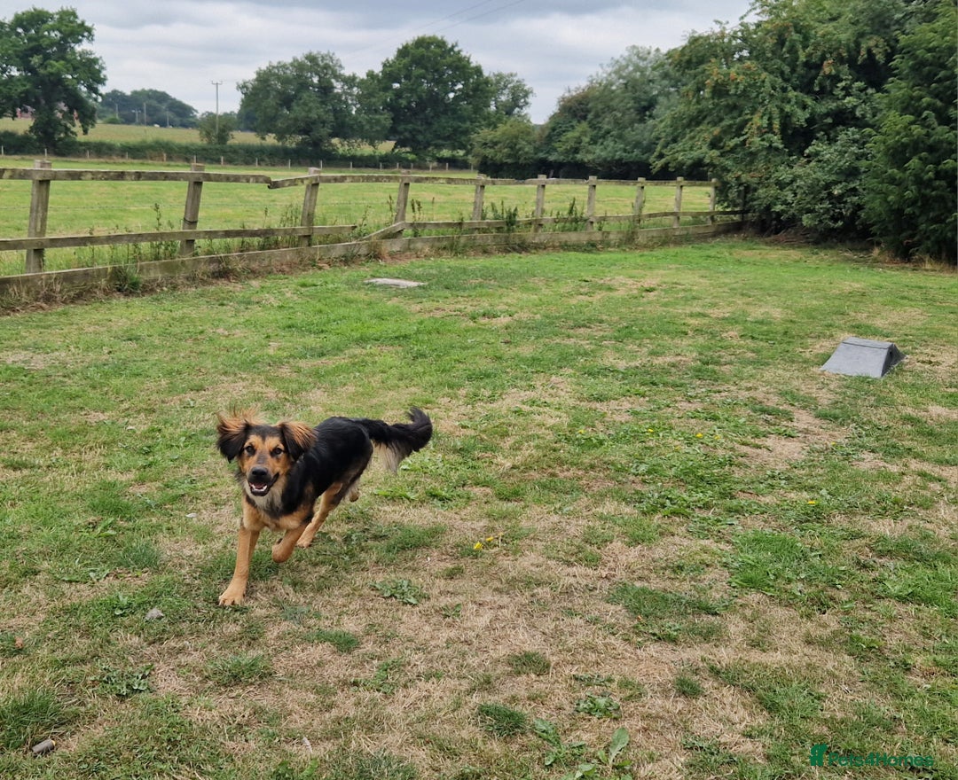 Mixed Breed dogs for sale: 10 month old  Frank, Our GSDxSpringer Spaniel - Image 9