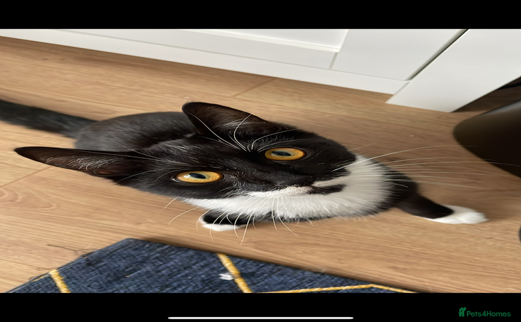 Mixed Breed cats - Advert 1