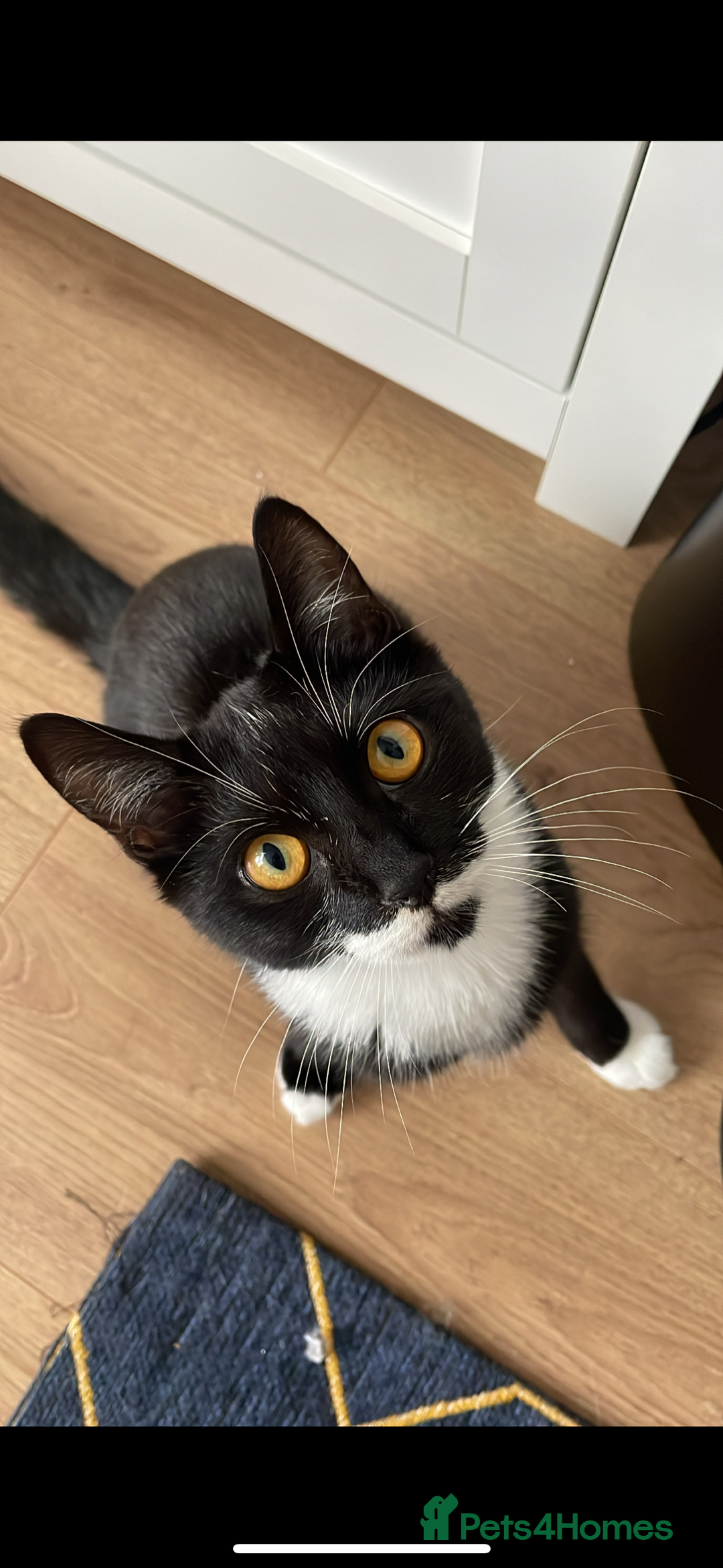 Mixed Breed cats for sale:  Lovely Young Boy Seeking New Home - Image 1
