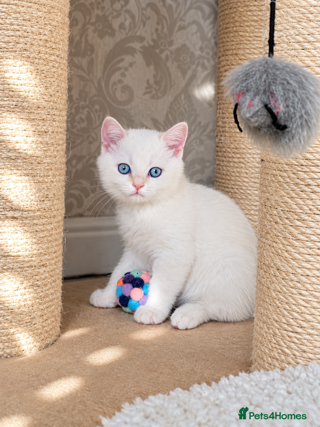 British Shorthair cats Beautiful Colourpointed Kittens - Advert 2