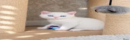 British Shorthair cats for sale: Beautiful Colourpointed Kittens - Advert 2