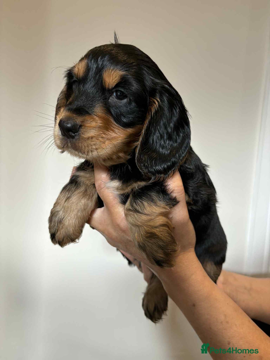 Cocker Spaniel dogs for sale: Pure show type dna health tested KC reg parents  - Image 12
