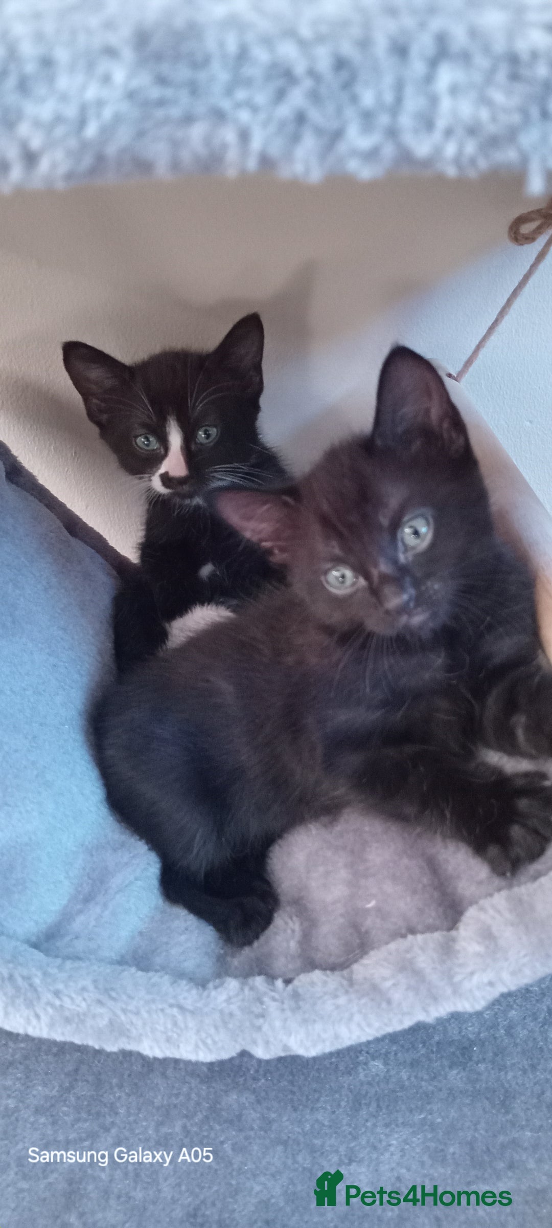British Shorthair cats for sale: Cute boys - Image 1