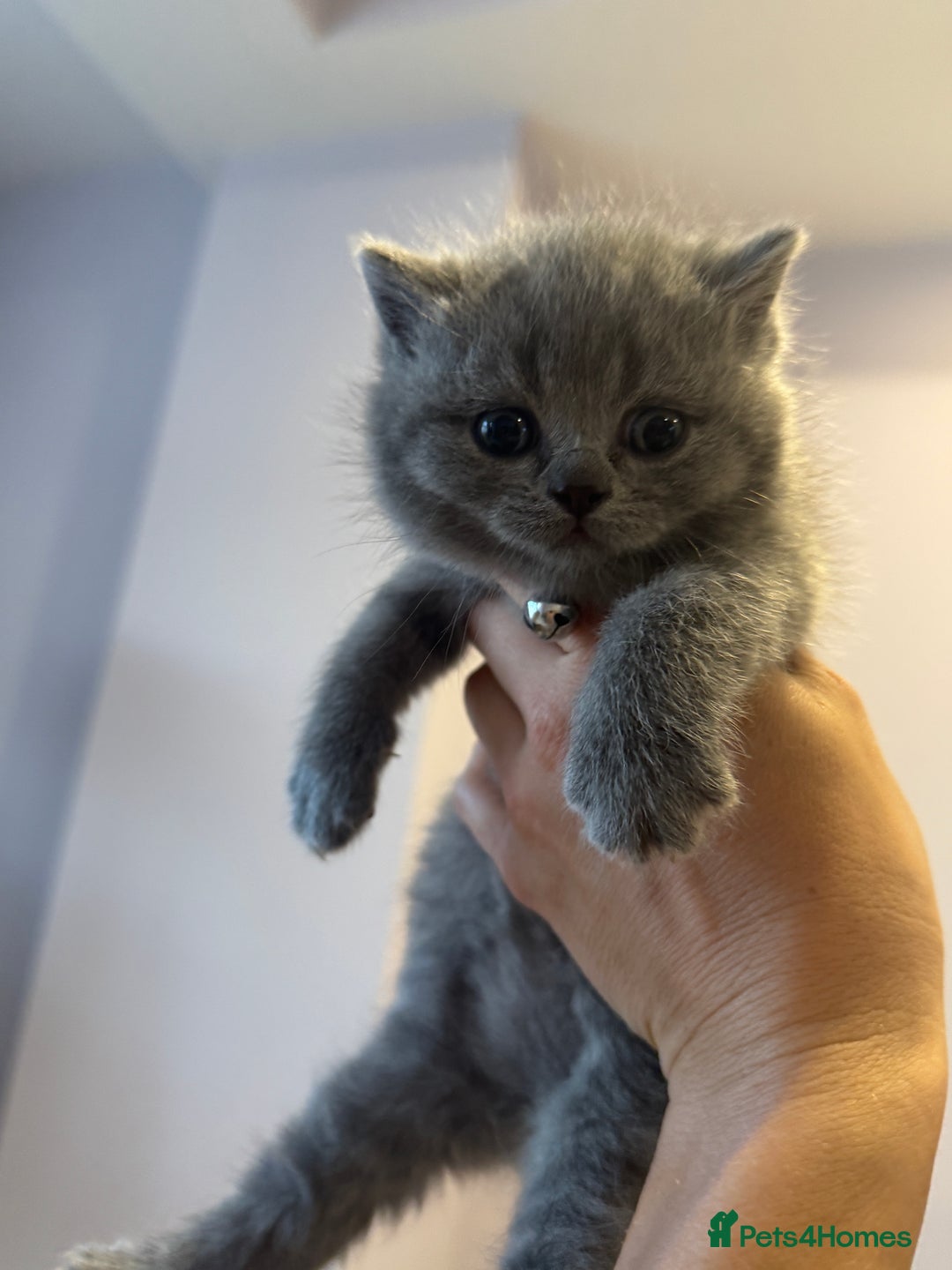 British Shorthair cats for sale: Quality British Shorthair Blue Kittens - Image 6
