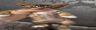 Bengal 3