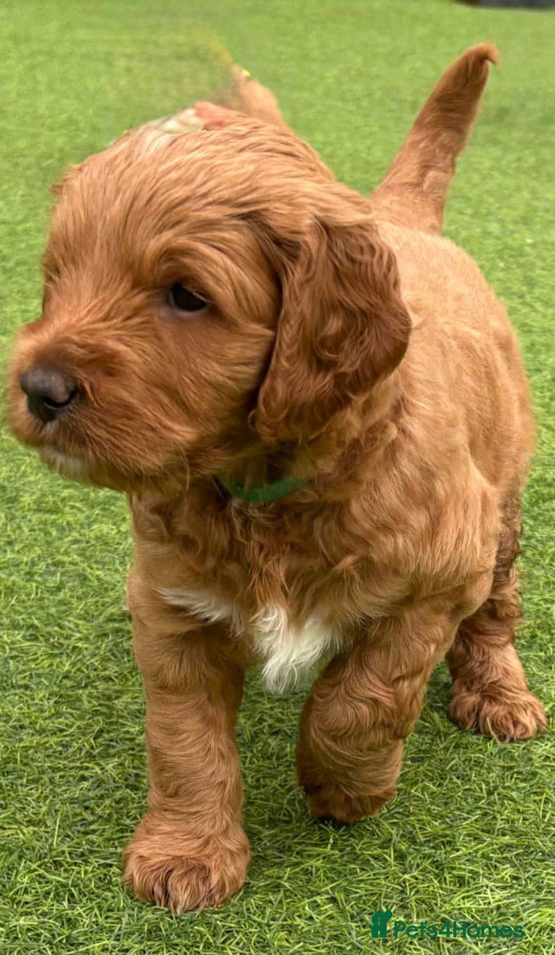 Australian Labradoodle dogs for sale: Australian Labradoodle Puppies  - Image 28