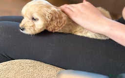 Mixed Breed dogs for sale: 8 hybrid puppies ready the (3rd of October) - Image 28