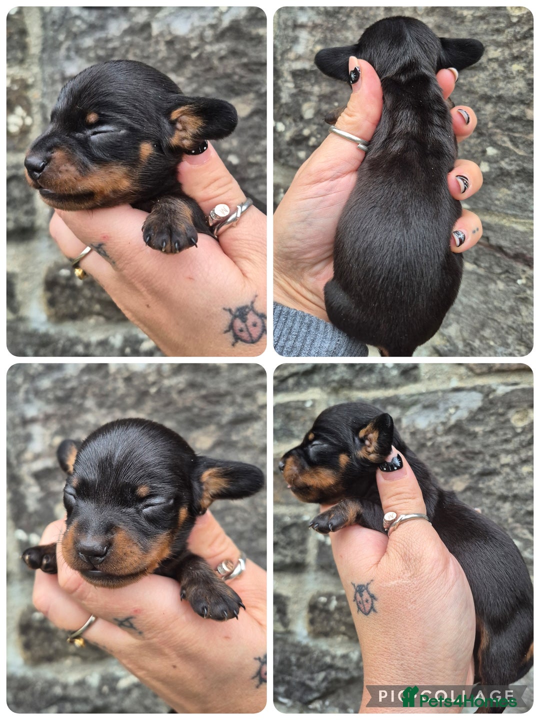 Miniature Dachshund dogs for sale: PRA CLEAR MINIATURE DACHSHUND MALE - Advert 1