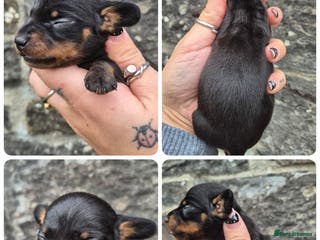 Miniature Dachshund dogs PRA CLEAR MINIATURE DACHSHUND MALE - Advert 1