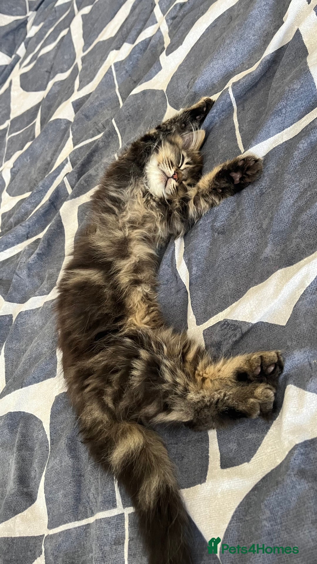 Siberian cats for sale: Purebred Siberian  - Image 9