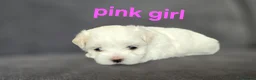 Maltese dogs for sale: ⭐️KC registered Maltese puppies⭐️ - Advert 13