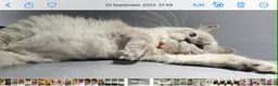 Ragdoll cats for sale: 3 male kittens  - Advert 4
