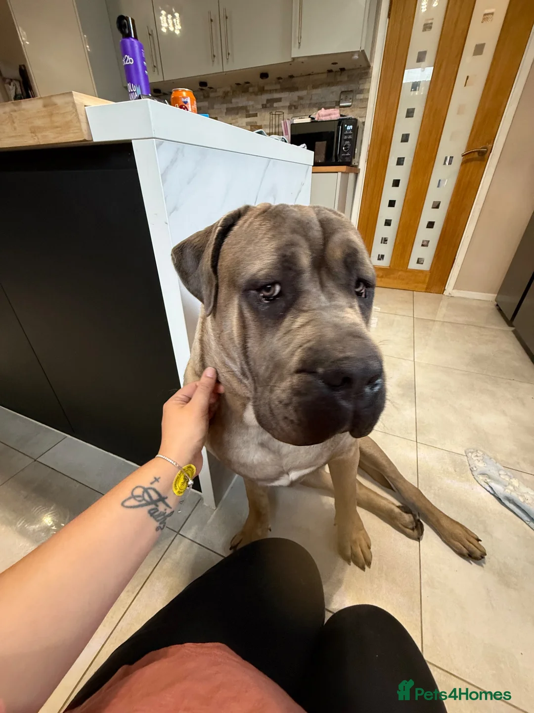 Cane Corso dogs for sale: 1 year old Cane corso “hulk” - Advert 1