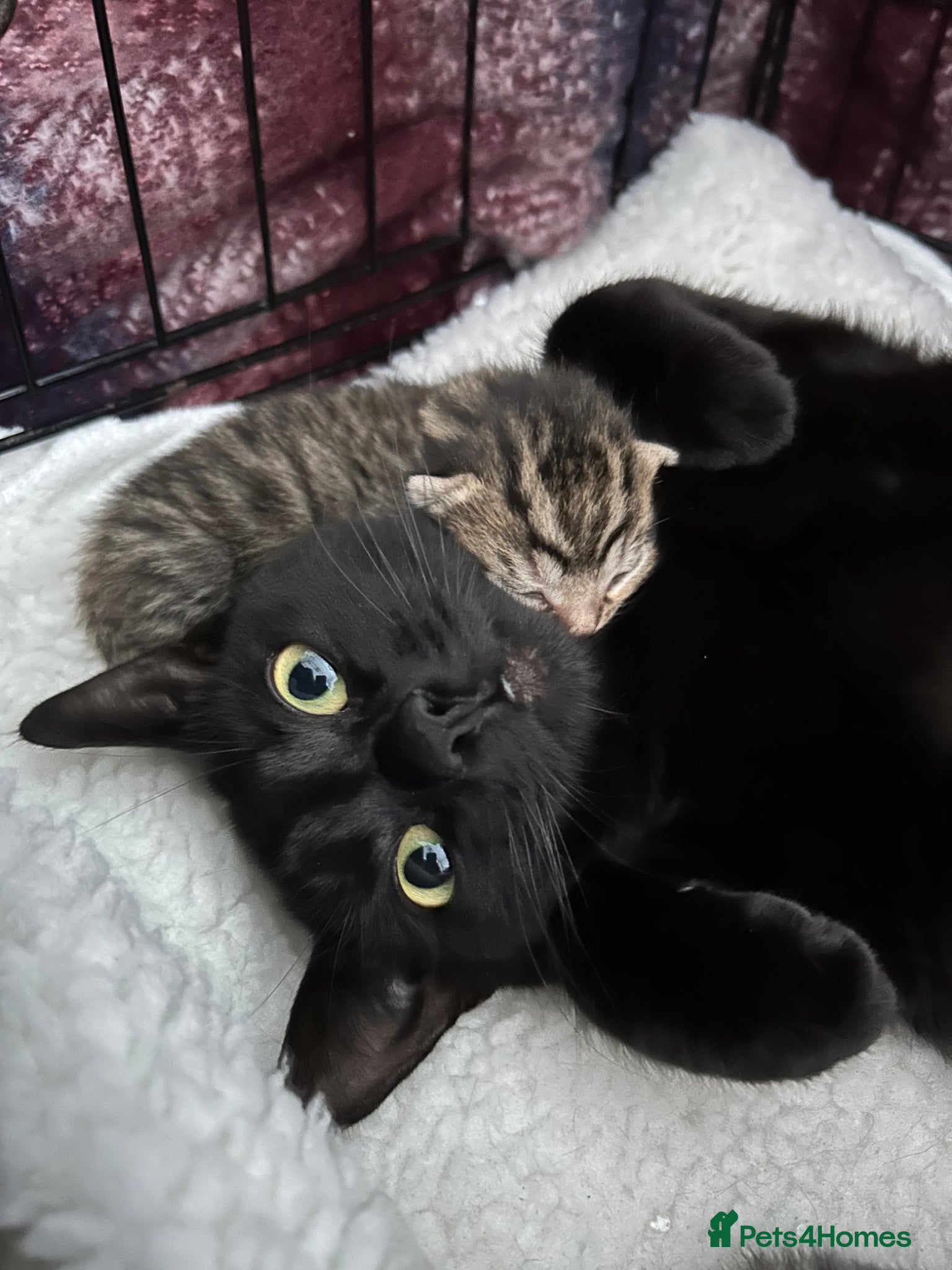 Mixed Breed cats 3 beautiful kittens for sale  - Advert 1