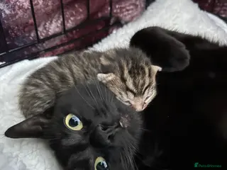 Mixed Breed cats 3 beautiful kittens for sale - Advert 1