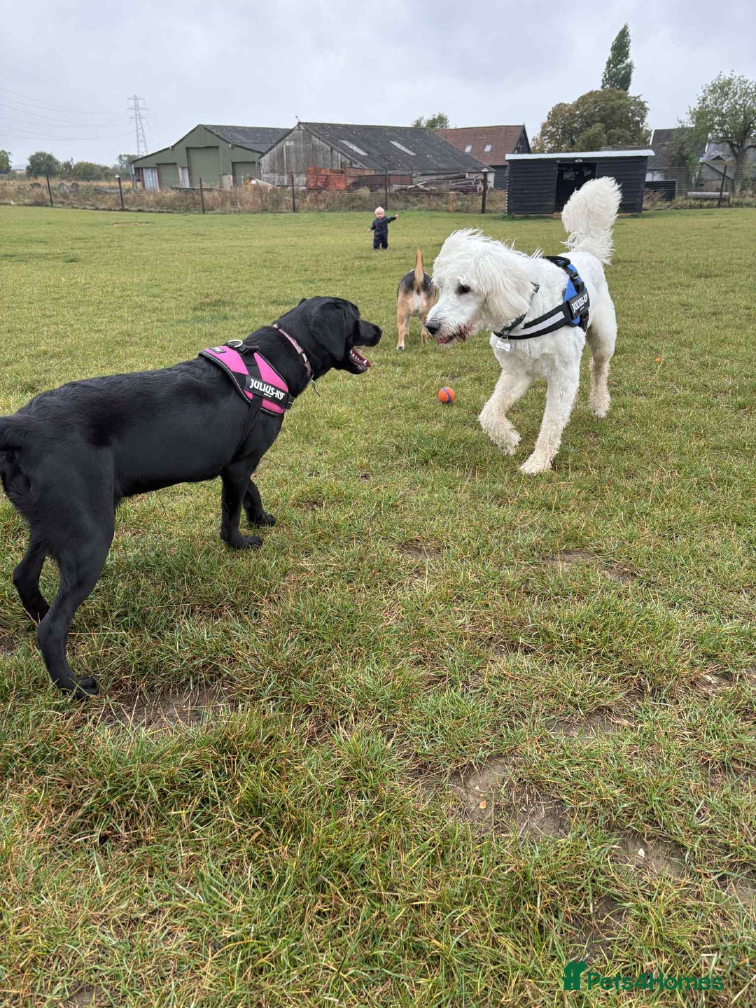 Labrador Retriever dogs for sale: labrador retriever - Advert 13