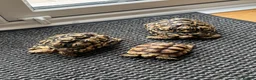 Tortoise reptiles for sale: Leopard tortoises x2 ,Sulcata x1 in Halesowen - Advert 1
