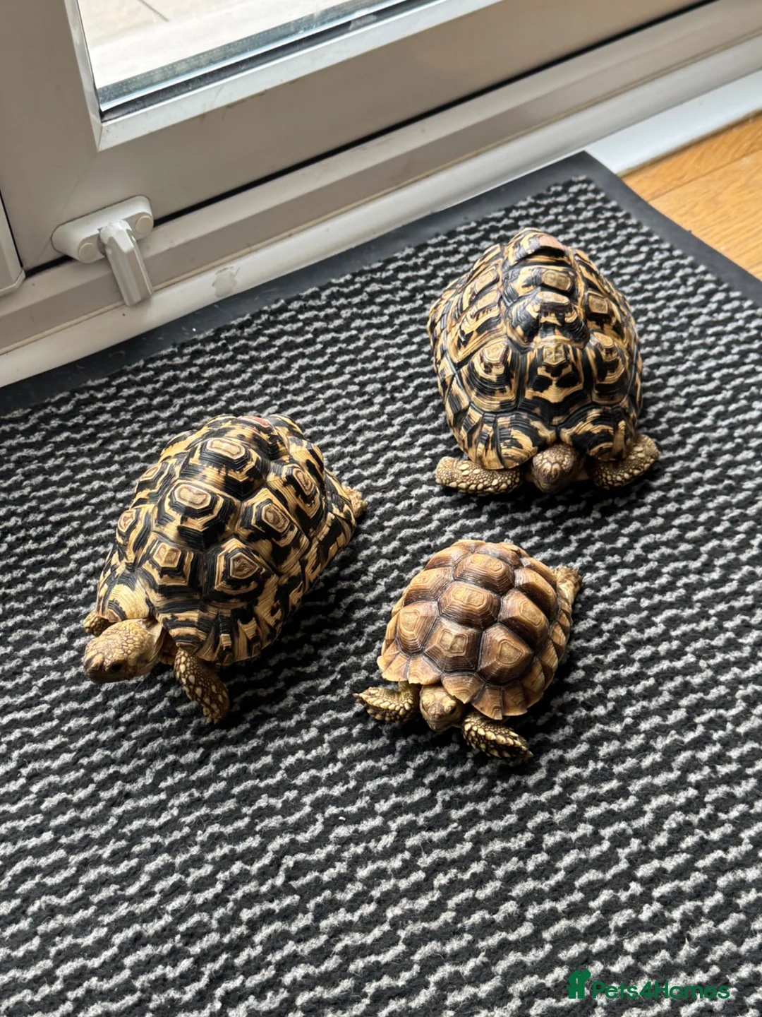 Tortoise reptiles for sale: Leopard tortoises x2 ,Sulcata x1 in Halesowen - Advert 1