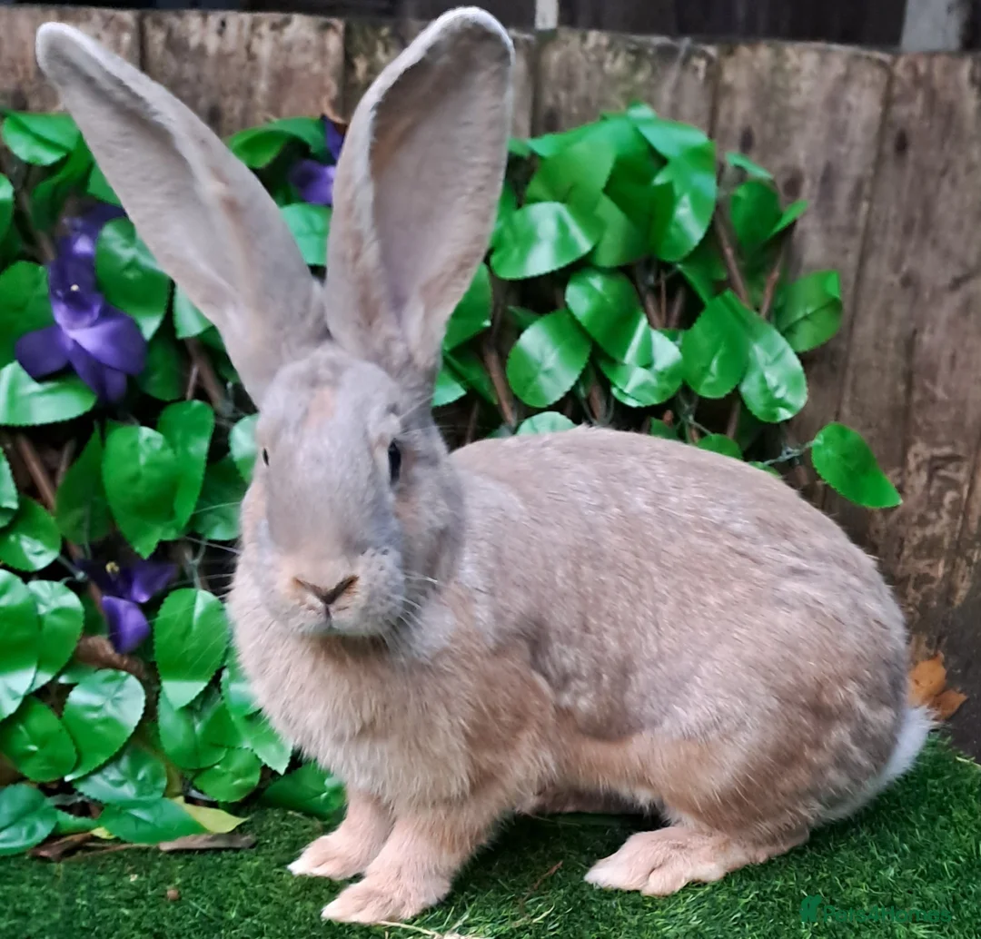 Continental Giant rabbits for sale: Pure Continental Giants - Vaccinated - RESERVE  😍 - Advert 8