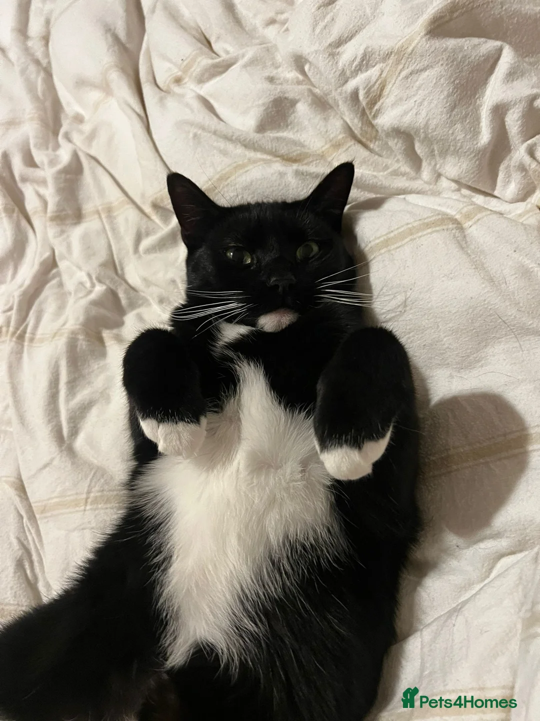 Domestic Shorthair cats for sale: Black and white (tuxedo) shorthaired  - Advert 2