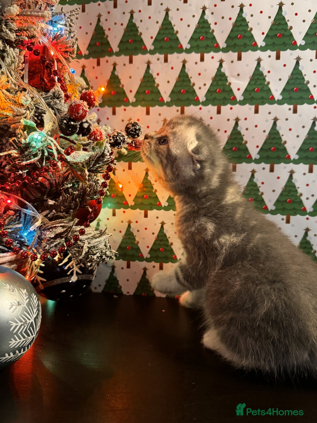 Scottish Fold cats for sale: 4 Beautiful Scottish Fold Kittens - Advert 5