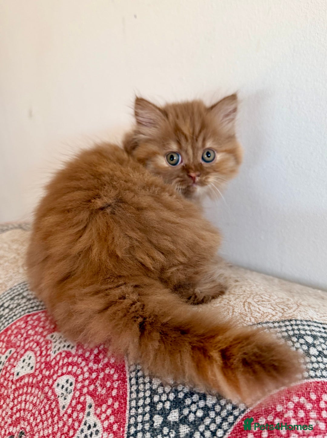 British Longhair cats for sale: British Longhair girls TICA registered  - Advert 14