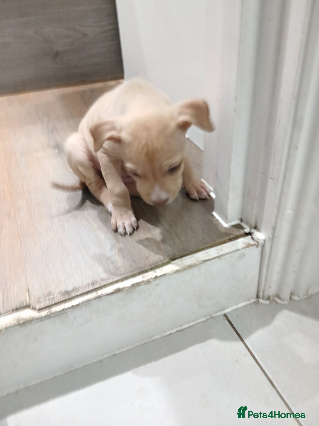 Mixed Breed dogs for sale: Puppies for sale  - Advert 3