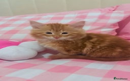 British Longhair cats for sale: Cute furry Ginger boy  - Image 1