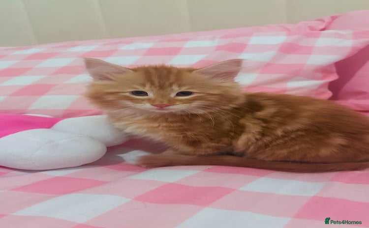 British Longhair cats - Advert 7