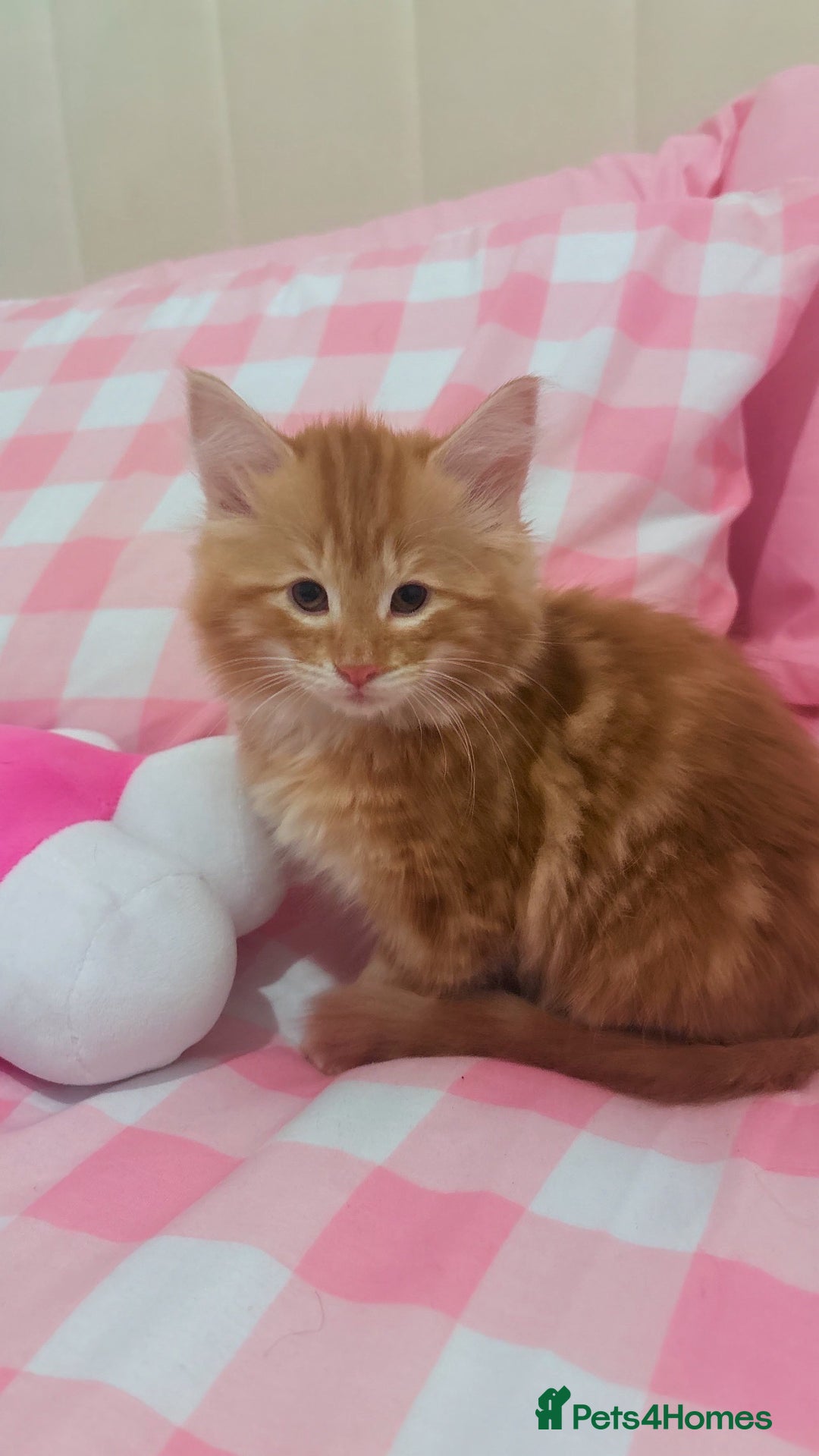 British Longhair cats for sale: Cute furry Ginger boy  - Image 1